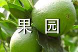 果園訪友作文