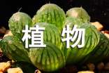 植物學(xué)實(shí)習(xí)報(bào)告匯總七篇