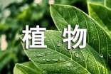 關(guān)于植物的詩歌例文
