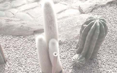 ������ֲ��@���ąR��15ƪ