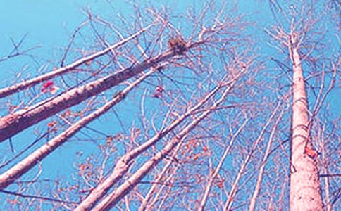 �����n���ח��(y��u)��̌W(xu��)�O(sh��)Ӌ(j��)��ͨ��18ƪ��