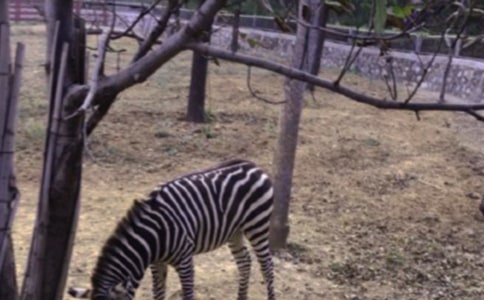 禮讓斑馬線作文范文