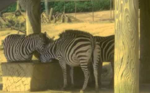 斑馬線生命線作文4篇