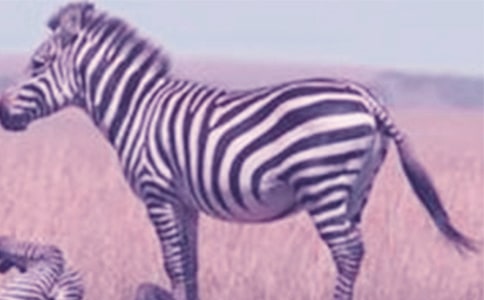 С���R��ϣ������