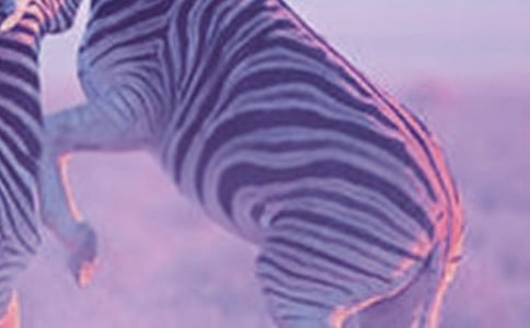 文明禮讓斑馬線作文3篇