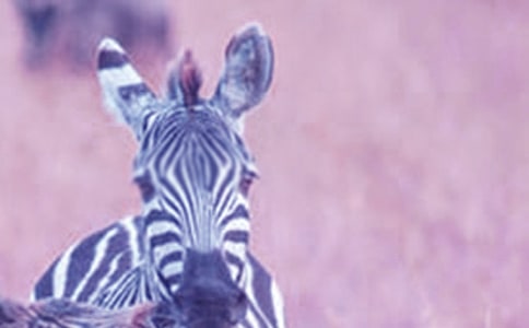 文明禮讓斑馬線(xiàn)作文(通用40篇)