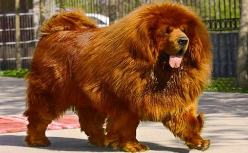 藏獒作文400字三篇