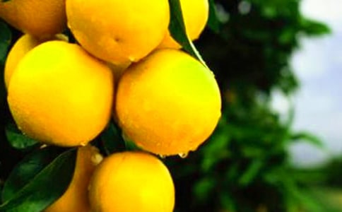 橙子作文300字(通用27篇)