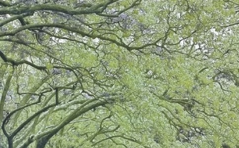 春風(fēng)作文300字(精選43篇)