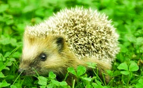 С����u�Ǻ��J600������