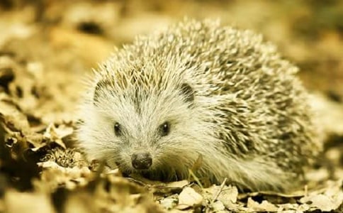 �������300�֣�ͨ��24ƪ��