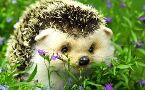 刺猬作文300字3篇