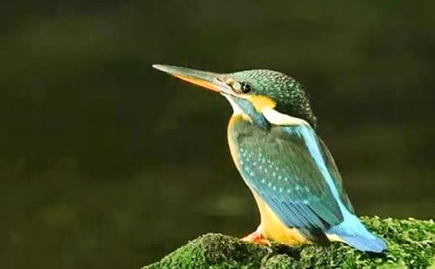 《翠鳥》教學(xué)設(shè)計集錦15篇