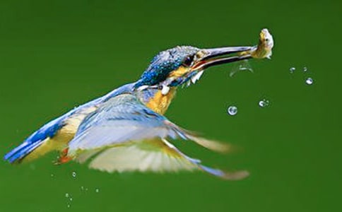 小學課文《翠鳥》優(yōu)秀教學設計