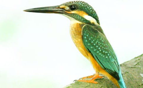 《翠鳥》第二課時優(yōu)秀教學設計范文