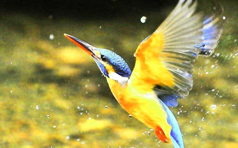 ���B(ni��o)������ƪ