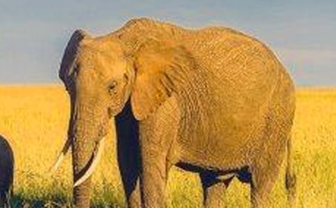 大象救小兔作文(集合15篇)