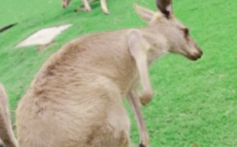 小兔智救小袋鼠的作文300字