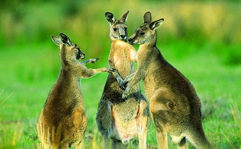 ��������300�֣�ͨ��15ƪ��