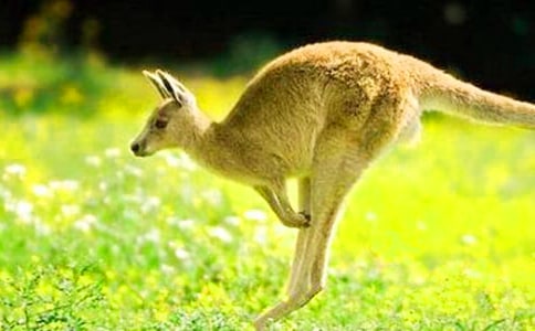 袋鼠的憤怒作文