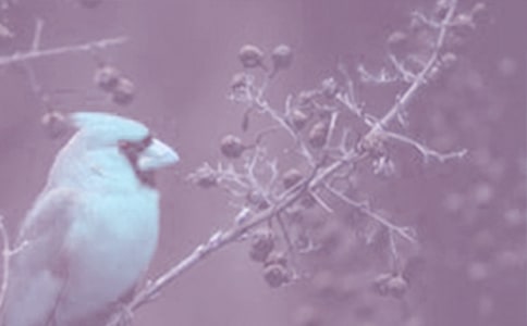 Ұ����ֲ���������Y(ji��)�����x7ƪ��