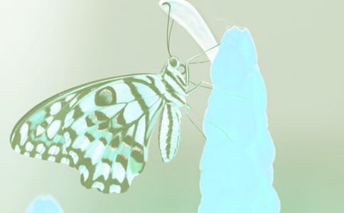 �茑��(d��ng)ֲ�������