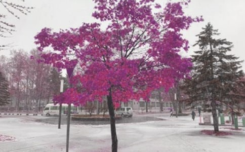 暴風(fēng)雪天氣應(yīng)急預(yù)案