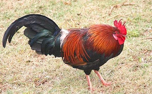 我家的大公雞500字作文