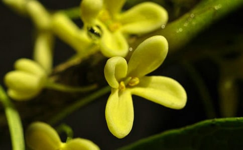 【精品】秋天的桂花作文(通用23篇)