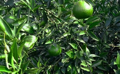 果園作文400字(精選32篇)