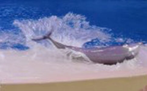 描寫海豚灣作文范文3篇