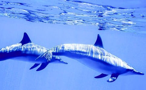 ��������һֻ�������ģ�ͨ��20ƪ��