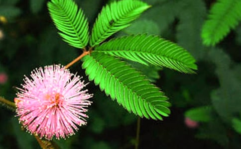 我發(fā)現(xiàn)含羞草的秘密小學(xué)作文