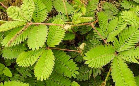 �茑���߲ݵ�����350��