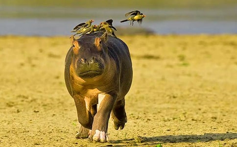 大河馬水上樂園作文400字