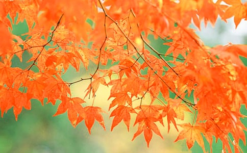 有關(guān)香山紅葉的作文300字4篇