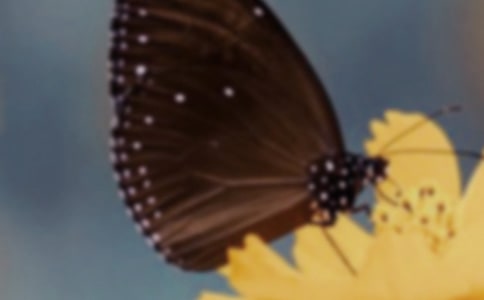 【推薦】蝴蝶作文300字8篇