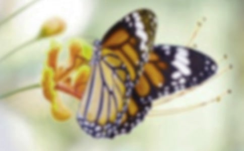 抓蝴蝶作文(通用15篇)