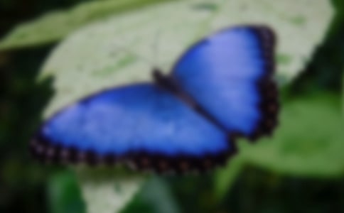 初一作文:蝴蝶戀