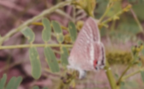 精選蝴蝶作文四篇