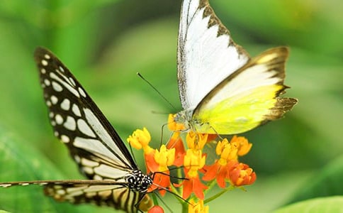 ����Ч��(y��ng)������800��