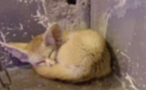 �ϻ��ͺ�؂��ͯԒ����