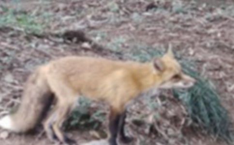 (熱)烏鴉和狐貍作文