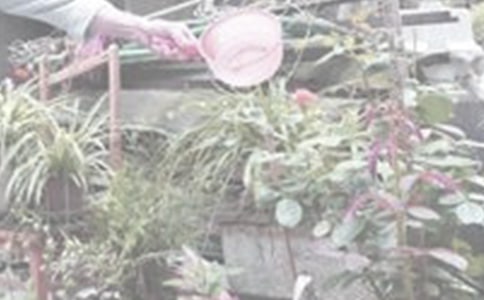 澆花的作文400字(通用20篇)