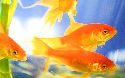 �а���~���g(sh��)�̰�