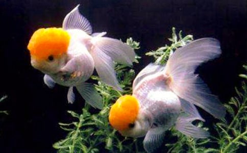 金魚寫物作文400字