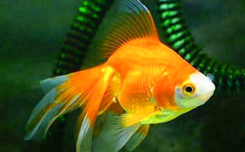 【精選】金魚作文600字4篇