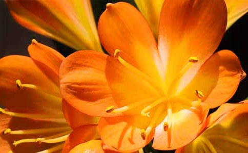 君子蘭400字作文五篇