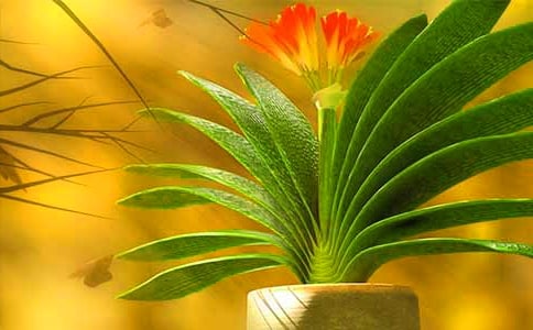 描寫君子蘭的作文(精選33篇)