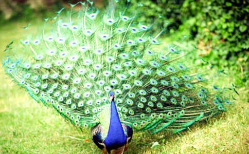 驕傲的孔雀作文300字